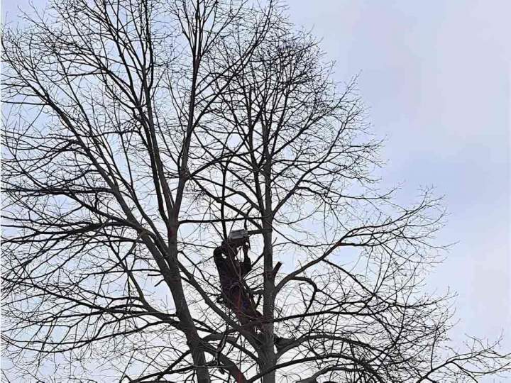 Élagueur Vic-le-Comte