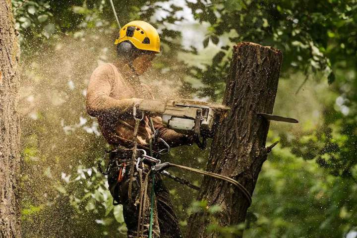 Travaux d’abattage d'arbres Vic-le-Comte