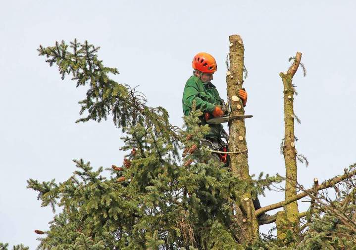 Nous taillons les branches préserver la santé des arbres.